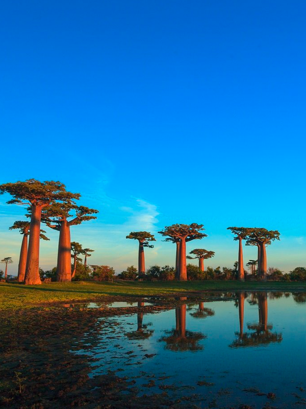 Andasibe Reserve Wildlife Experience